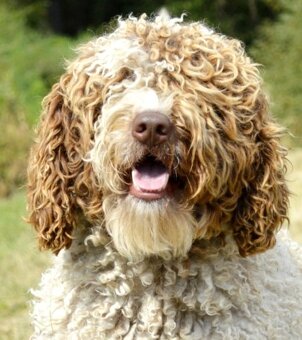 Hiszpański pies dowodny - z rodowodem FCI - 7