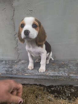 Beagle tricolor - 7