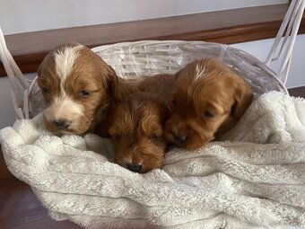 Rozrabiaki cockapoo - 7