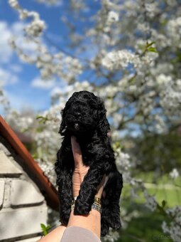 Cockapoo - pudel miniaturowy - 7