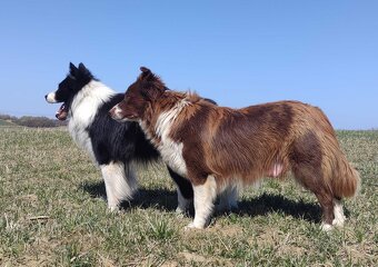 Rasowy Pies Border Collie - TOMI z pełną dok. z hodowli - 7