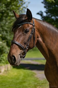 Napa - Lusitano mare - 7