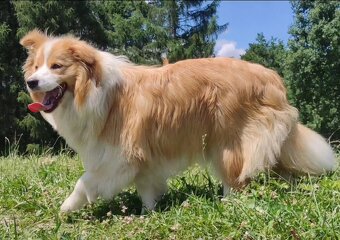 BORDER COLLIE, klasyk z dokumentami - 7