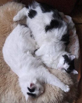 Długowłody słodziak Funio 11 mies. - 7