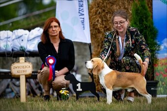 BEAGLE-ZKwP/FCI , po champ., różne kolory - 7