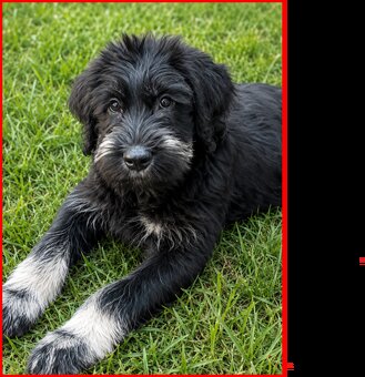 RIESEN SCHNAUZER - 7