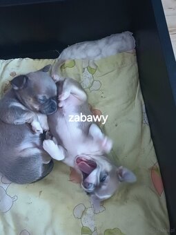Chihuahua Niebieski Krótkowłosy Królewicz - 7