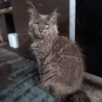 Maine Coon Kocięta z Rodowodem Fpl - 7