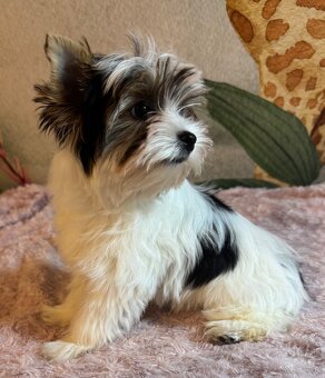 Suczka Biewer Yorkshire Terrier FCI / ZKwP - 7