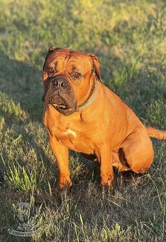 Continental Bulldog FCI - HD A - rezerwacja sierpień/wrzesie - 7