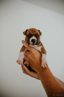 Szczenięta amstaff - 7