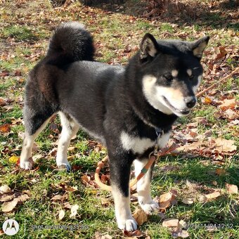 Shiba Inu, roczna suczka, czarna-podpalana - 7
