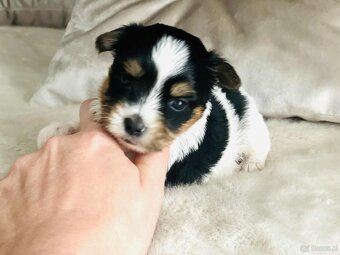 York Biewer - cudna suczka po sprawdzonych przodkach. - 7