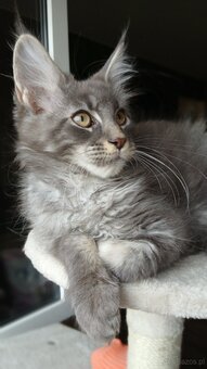 Maine coon FPL - 7