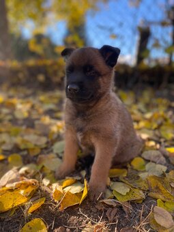 Owczarek belgijski - 7