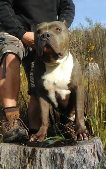 American bully XL suczka dostępna do odbioru - 7