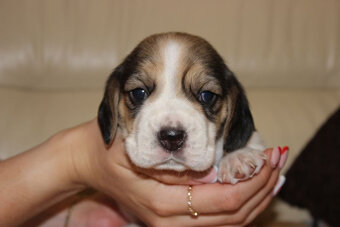 Beagle szczeniaczki ZKwP FCI po Championach - 7