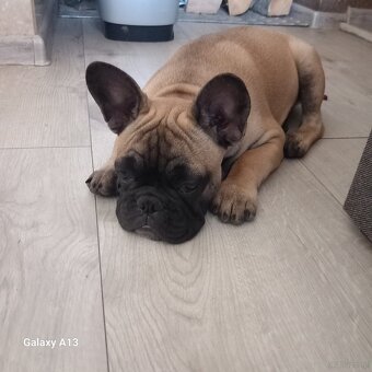 Buldog Francuski - 7