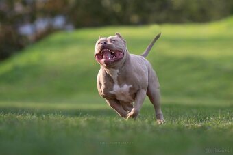 American bully - 7