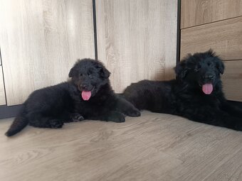 Owczarek niemiecki długowłosy czarny FCI - 7