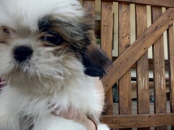 Suczka mieszanka pekińczyk -shih tzu - 7