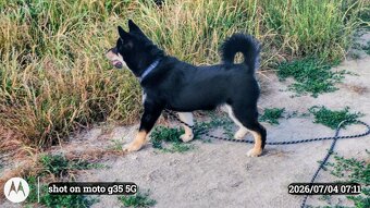 SHIBA INU czteromiesięczny szczeniaczek - 7