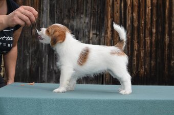 Jack Russell Terier  FCI s PP - 7