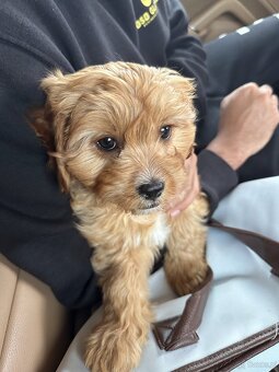 Cavapoo - cudowny, kochany piesek szuka domu ❤️ - 7