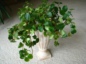 Mulenbekia – piękna zdrowa roślinka ozdobna - 7