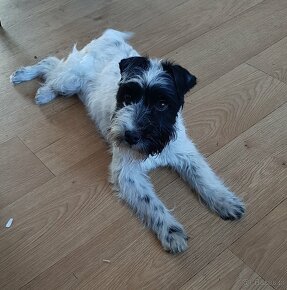 Parson russell terrier- pies - 7