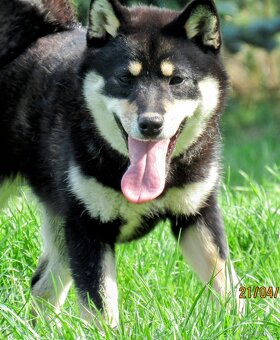 Shiba Inu, dziesięciomiesięczna suczka, czarna-podpalana - 7