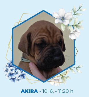 TOSA INU złote szczenięta z PP - 7