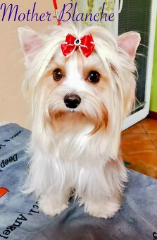 Yorkshire Terrier - 7