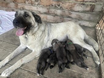 Tureckí kangal - 7