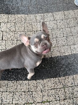 Szczenięta buldog francuski - 7