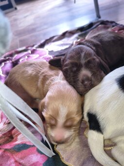 Szczeniak cocker spaniel angielski - 7