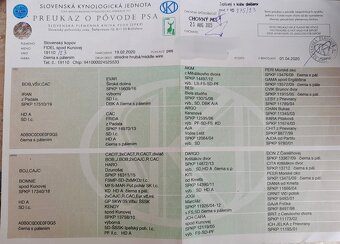 Szczeniaki Gończy Słowacki KOPOV ZKwP FCI - 7