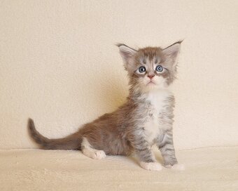 Śliczny kocurek Maine Coon - 7