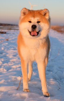 Akita Inu akita japońska szczenięta - 7