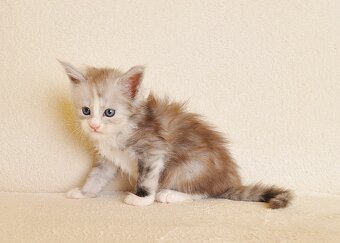 Przepiękna koteczka Maine Coon - 7