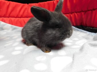 Cudne baranki niebieskie mini lop - 7