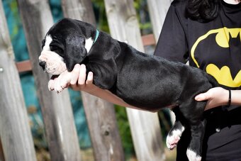 Dog niemiecki z rodowodem - 7