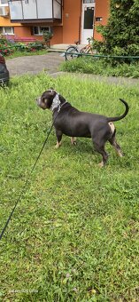 American bully xl - 7