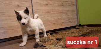 Szczeniaki Łajka zachodnio-syberyjska ZKwP FCI - 7