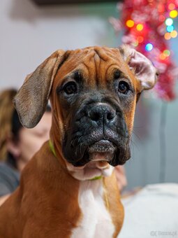 Bokser szczeniaki - 7