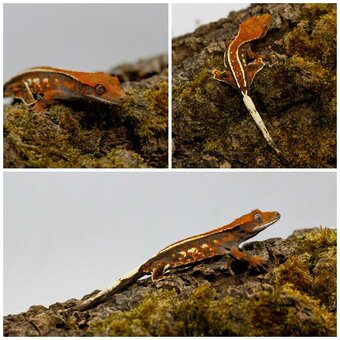 Gekony orzęsione (ciliatus) + akcesoria GeckoSVK - 7