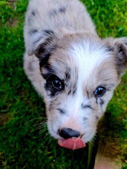 Border Collie czarno biała i Blue Merle - 7