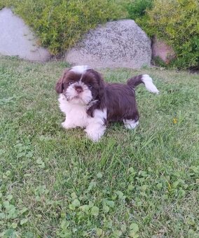 Pieski shihtzu - 7