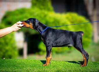KUPIOWANE SZCZENIĘTA DOBERMANA Z RODOWODEM FCI - 7