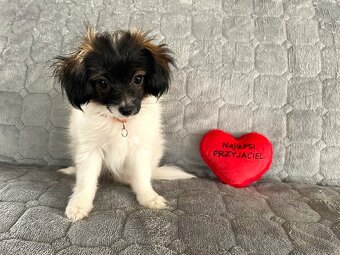 spaniel kontynentalny miniaturowy phalene (nie papillon) - 7